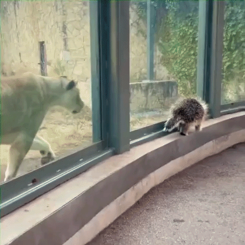 Lions at San Antonio Zoo Meet Elmer the Porcupine