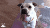 Video gif. White and cream-colored dog sitting on a carpet, looks up at us and licks the air.