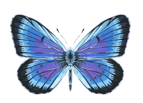 Illustration Butterfly Sticker