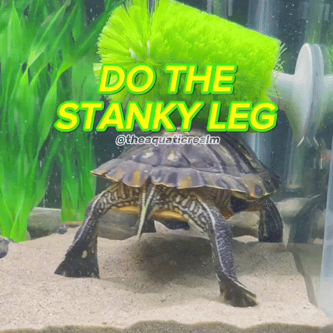 Pond Slider Turtle GIF