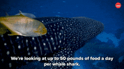 Shark Week Sharks GIF by BuzzFeed