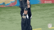 New Orleans Saints Football GIF by NFL