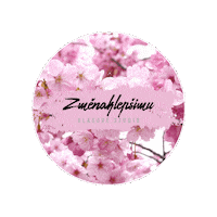 Sakura Vlasy Sticker by Dlouhovláska