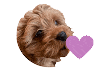 Dog Puppy Sticker by theinstagramexpert