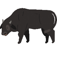 Cow Kobe Sticker by Ramengo