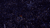 Football Soccer GIF by FC Schalke 04