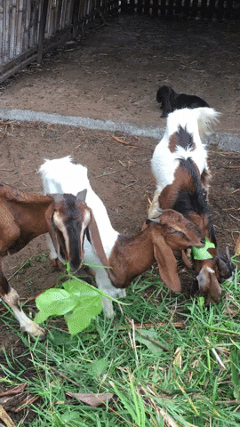 trihitaalam giphyupload school goat eco GIF