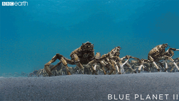 don't mind me blue planet GIF by BBC Earth