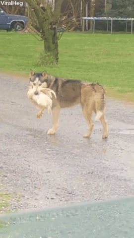 Dog Spotted Carrying Chicken Releases it