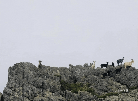 GIF by marko