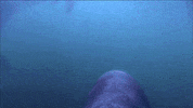 marine life dolphins GIF by ThirteenWNET