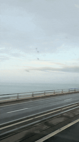 Great Danes Denmark GIF