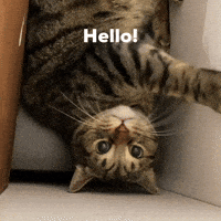 Cat Hello GIF