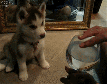 confused puppy GIF