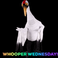 savingcranes bird hope wednesday international crane foundation GIF