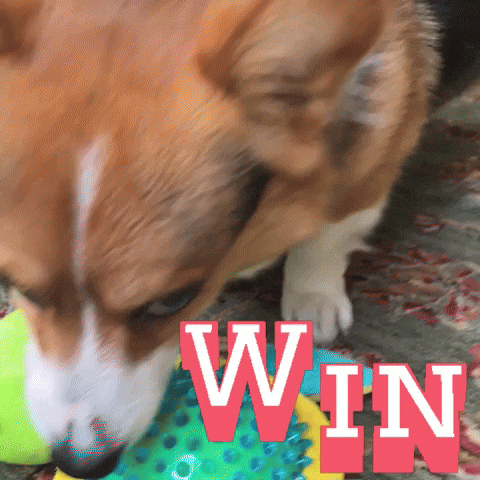 Corgi Win GIF