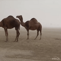 Camels Pelted by Raindrops as Storm Hits Western Saudi Arabia