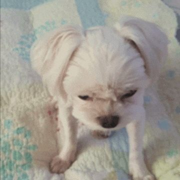kuki3 giphyupload puppy kuki 댕댕이 GIF