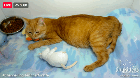 GIF by Mashable