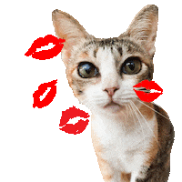 Blowing Kisses Sending Love Sticker