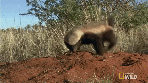 Honey Badger GIF by Nat Geo Wild
