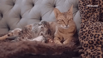 cat family GIF by MOST EXPENSIVEST