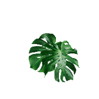 Leaf Palm Sticker by True Botanicals