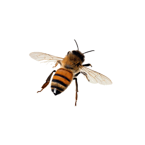 honey bee Sticker by Pass the Honey