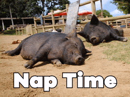 Sleepy Rise And Shine GIF by Sealed With A GIF