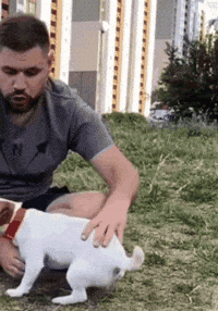 Dog Puppy GIF
