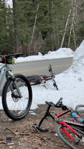 Cyclists Film Close Encounter With Grizzly Bear in Montana's Glacier National Park