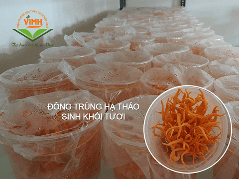 vienthaoduoc giphyupload GIF