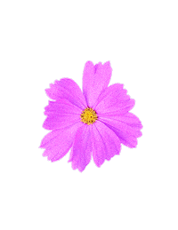 Flower Sticker by Anderbery Acres