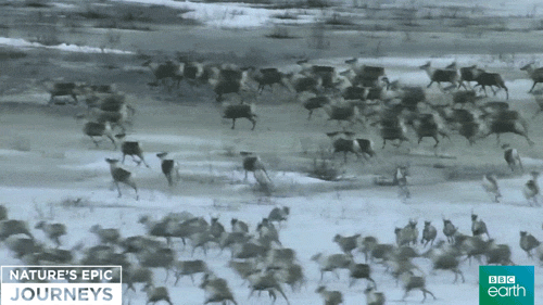 nature's epic journeys run GIF by BBC Earth