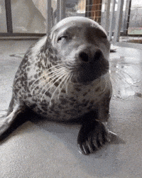 Harbour Seal GIF by Valley Zoo Development Society