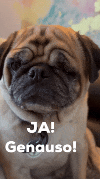 Pug Ja GIF