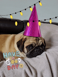 Friday Pug GIF