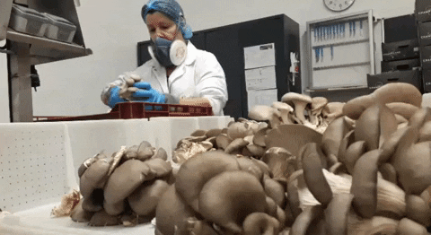 lisamacineiras  GIF