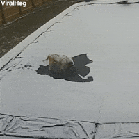 Dog Decides to Take a Load off on Pool Cover