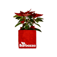 Christmas Flower Sticker by Barbazza Garden