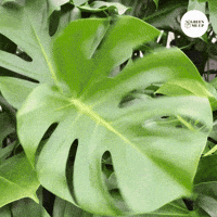 GreenMeUp green crazy shake plant GIF