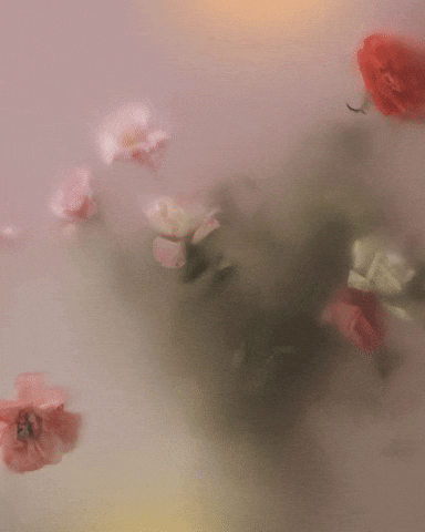 GIF by Bloomscroll