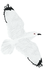Gull Seabird Sticker by Melissa Boardman