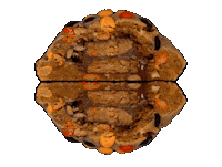 fatandweird cookie cookies team cookie fat and weird Sticker