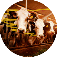 Silagem Sticker by Agro Bayer