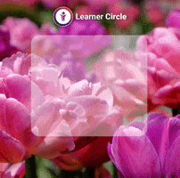 Morning Success GIF by Learner Circle