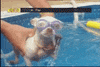 Funny Videos GIF by AFV Pets