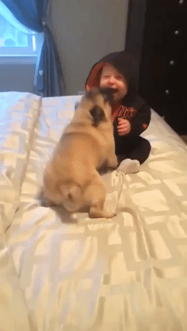 Pug Puts Baby in a Fit of Giggles
