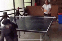 Ping Pong Chimpanzee GIF