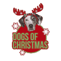 Dog Christmas Sticker by Apawture Studios Pet Photography
